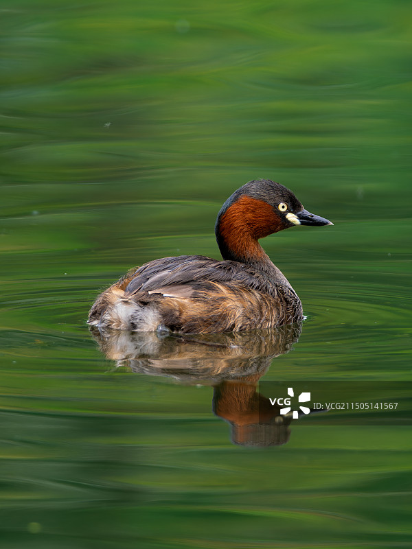 小鸊鷉图片素材