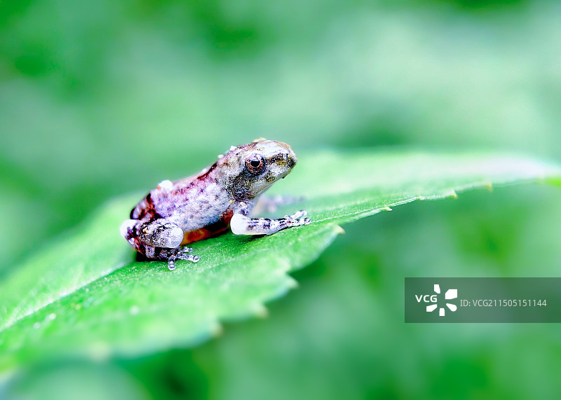 树蛙图片素材