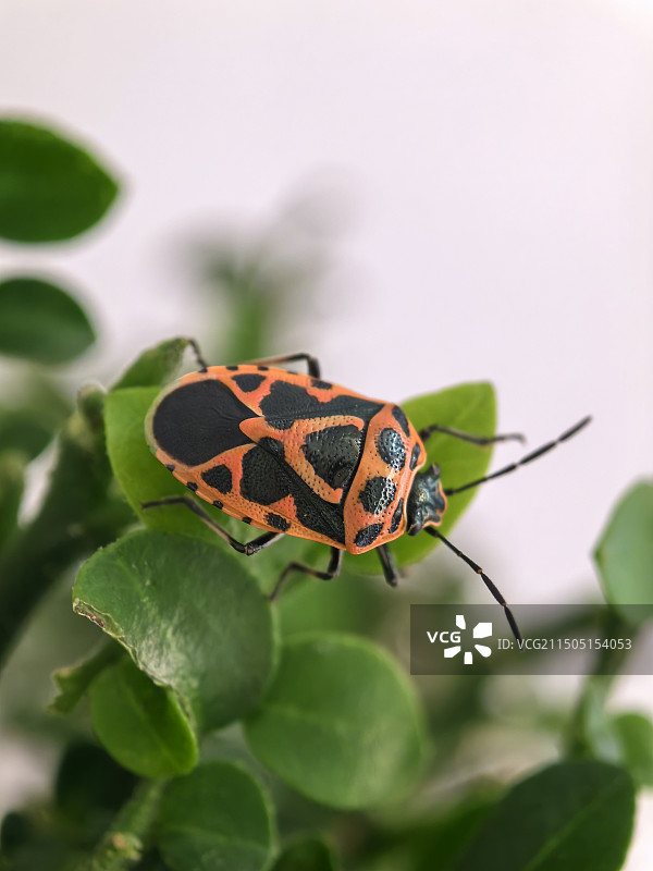 绿色植物上蝽的特写镜头图片素材