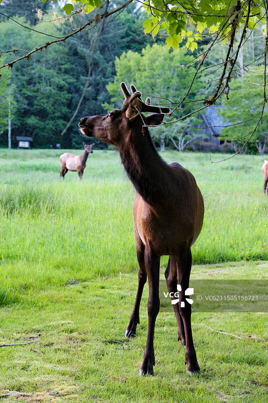 草地上的鹿图片素材