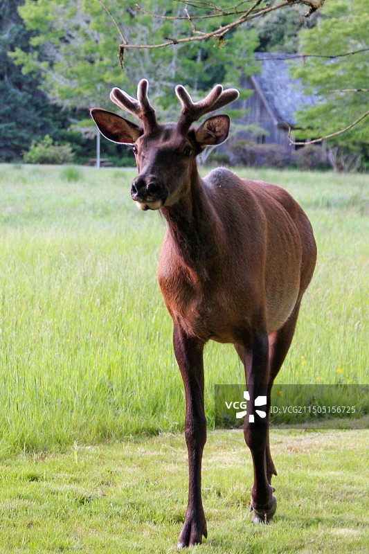 草地上的鹿图片素材