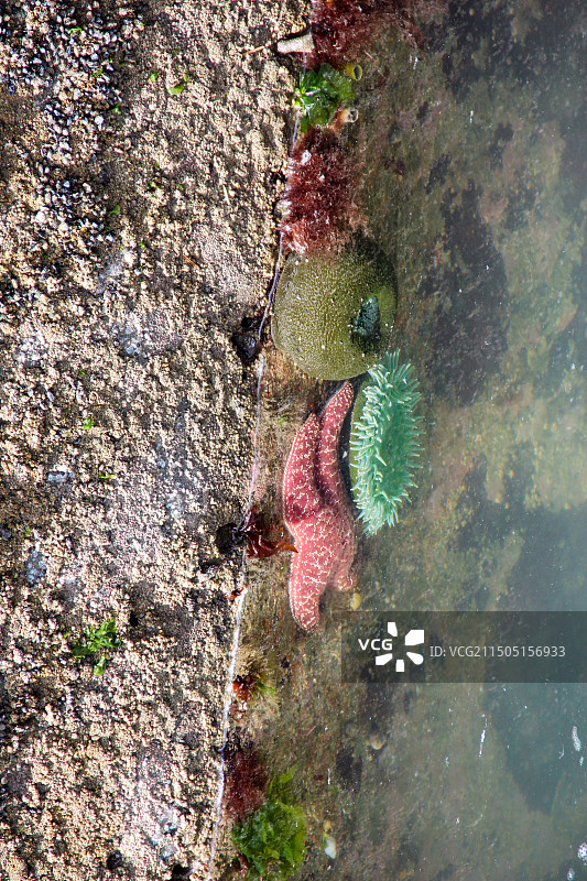 海边岩石上的海星图片素材