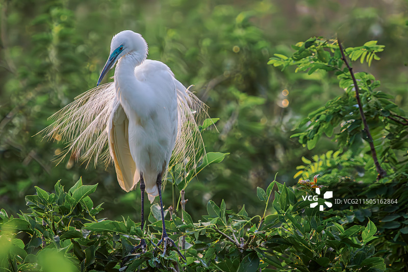白鹭野生动物飞鸟图片素材