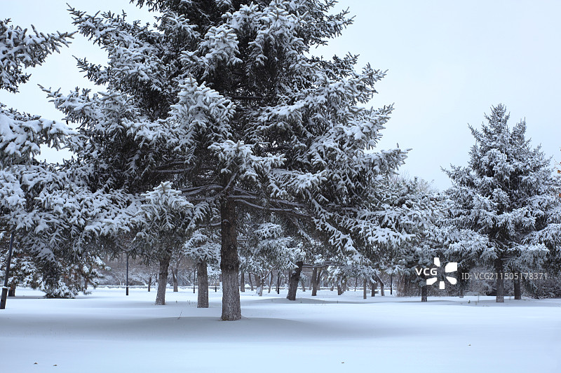 雪松图片素材