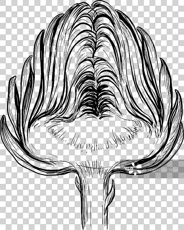 朝鲜蓟心速写图片素材