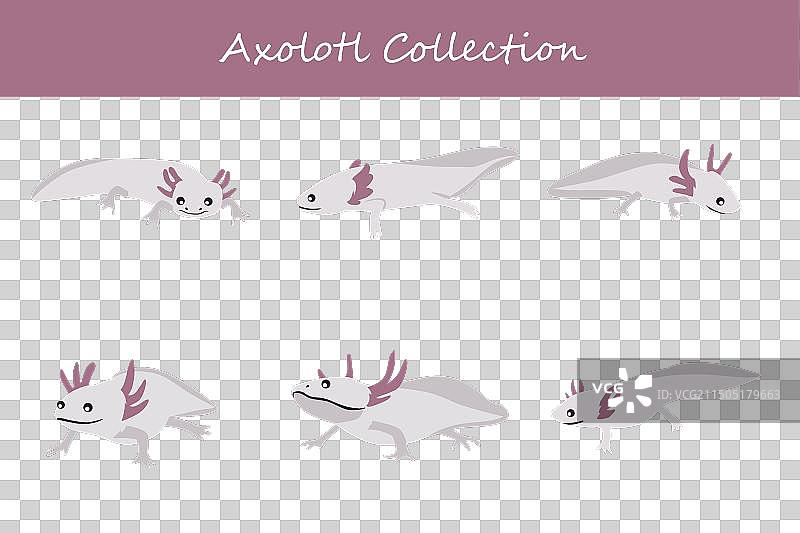 不同姿势的墨西哥钝口螈集合图片素材