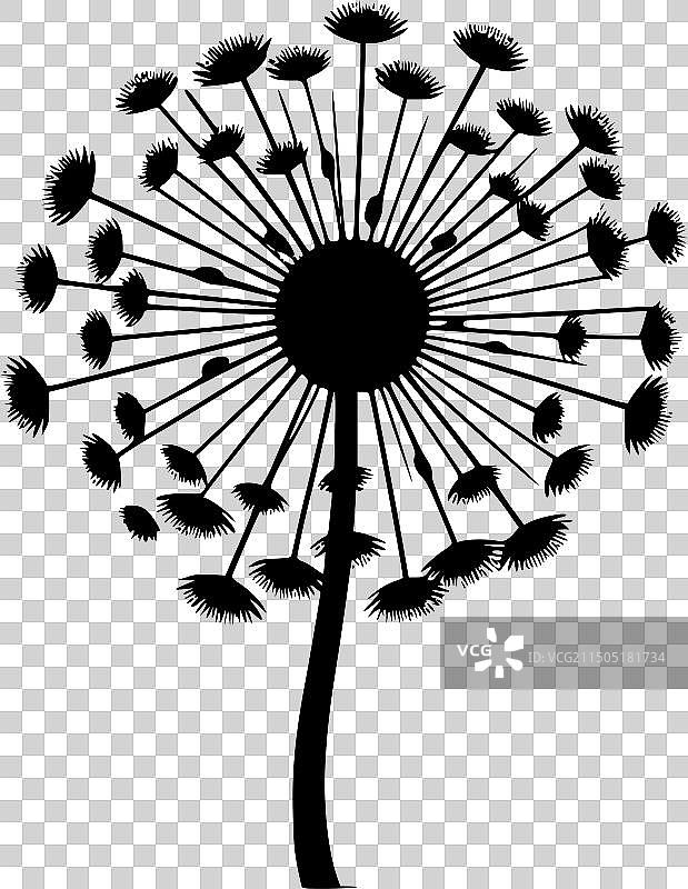 蒲公英 - 黑与白图片素材