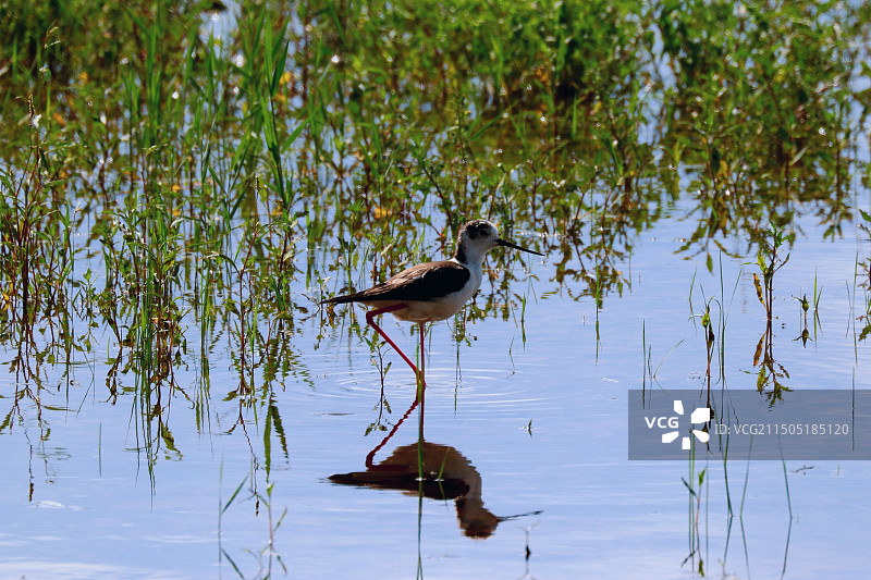 夏日湖中黑翅长脚鹬图片素材