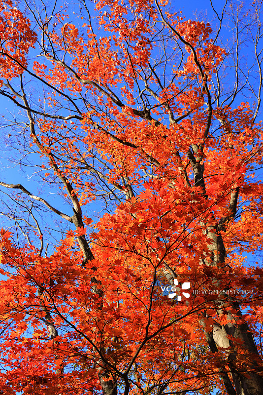 枫树上的秋叶图片素材