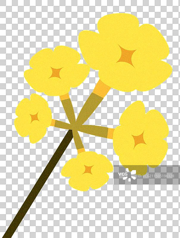 一枝黄花铃木图片素材