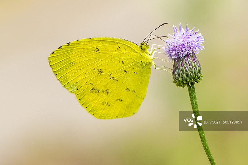 大蓟上采花的宽边黄粉蝶2图片素材