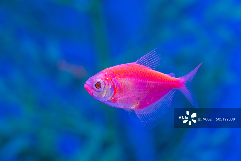 水中饲养的观赏鱼彩裙鱼图片素材