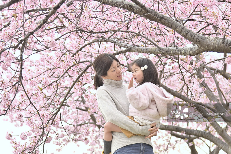 樱花与亲子图片素材