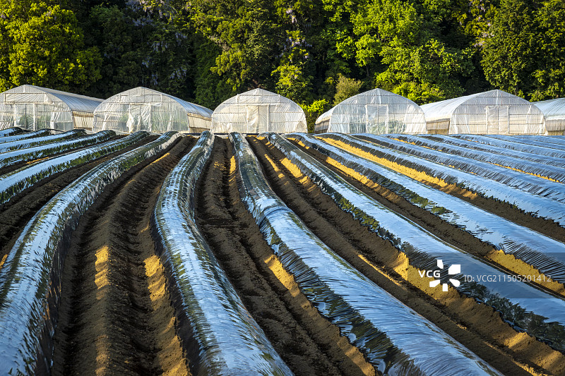 田野里的塑料薄膜和农业温室图片素材