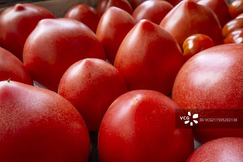 采摘的西红柿图片素材