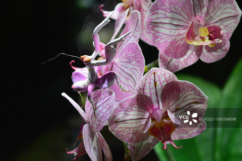 蝴蝶兰和兰花螳螂特写图片素材