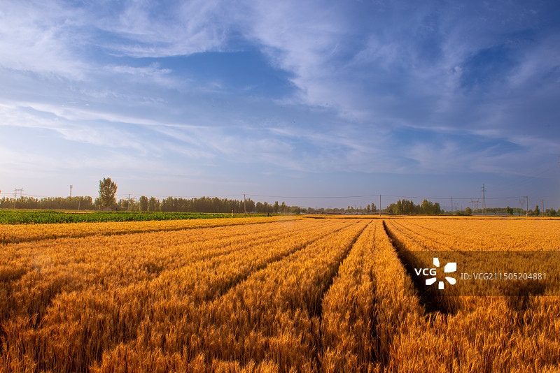麦田图片素材