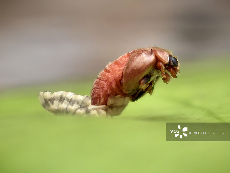 蓑蛾脱胎图片素材