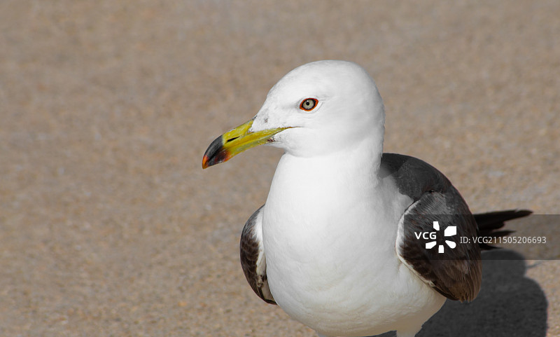 站立的海鸥 近景特写图片素材