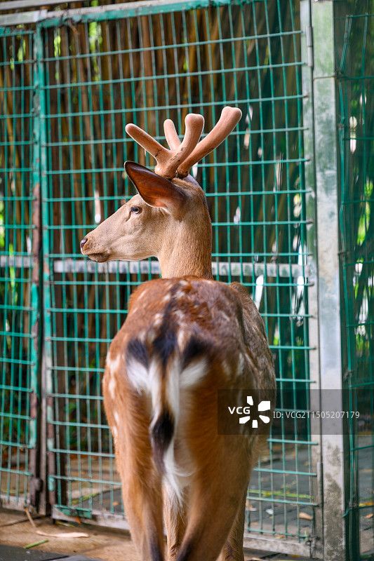 成都金沙遗址博物馆鹿苑中的梅花鹿图片素材