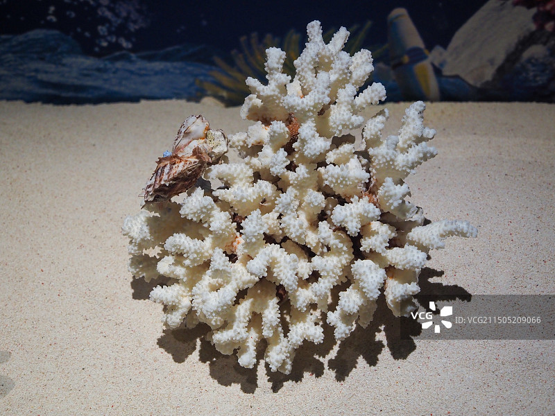 精美艳丽的海底珊瑚展品图片素材