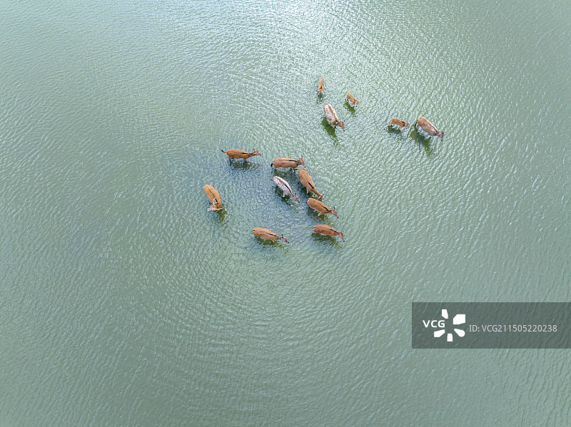 盐城中华麋鹿园图片素材