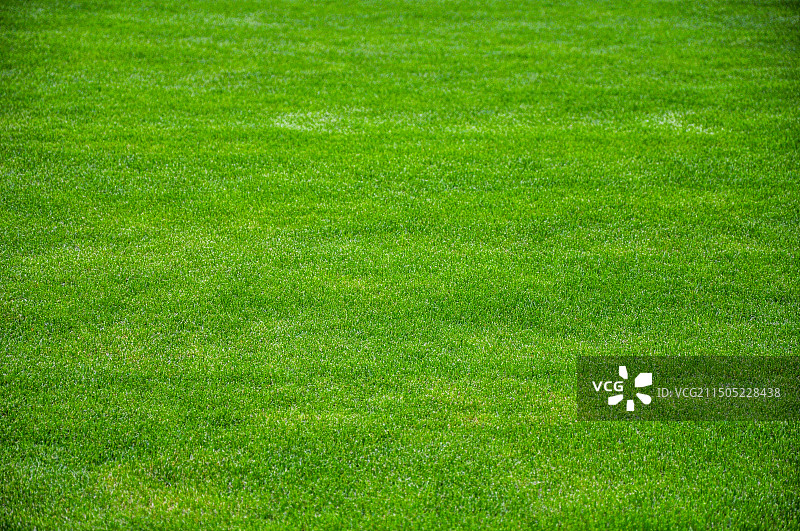 绿茵如毯图片素材