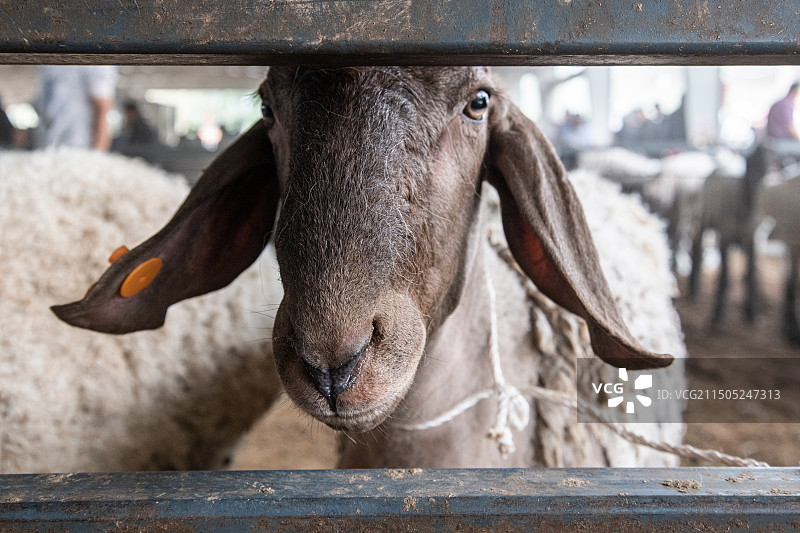 山羊站在栅栏旁的特写镜头 新疆喀什牛羊大巴扎图片素材