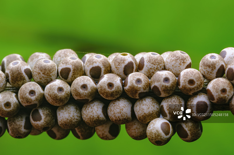 蛾子卵图片素材