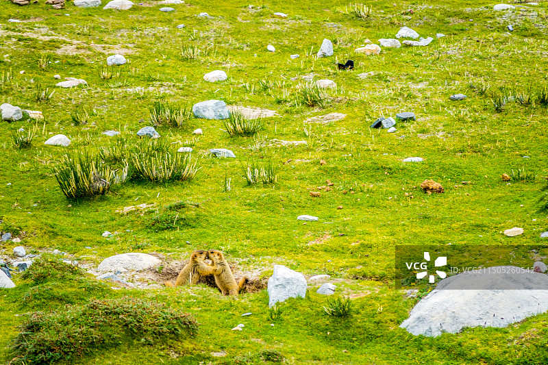 两只野生动物土拨鼠打架图片素材
