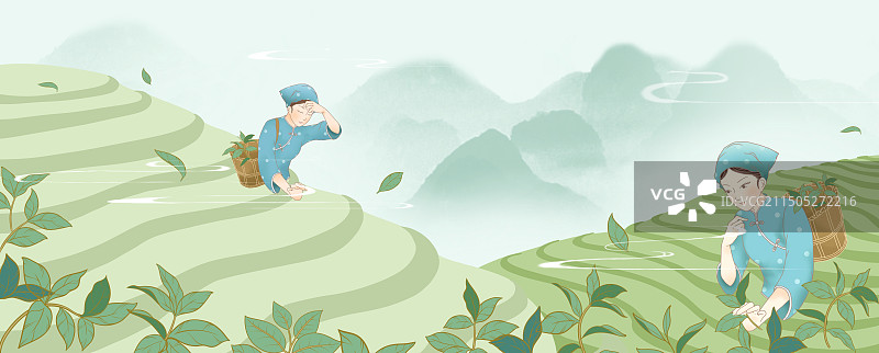 采茶女在茶山梯田上采摘茶叶图片素材