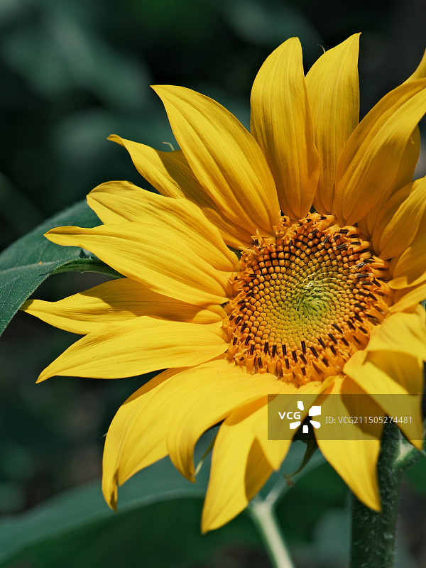 向日葵图片素材