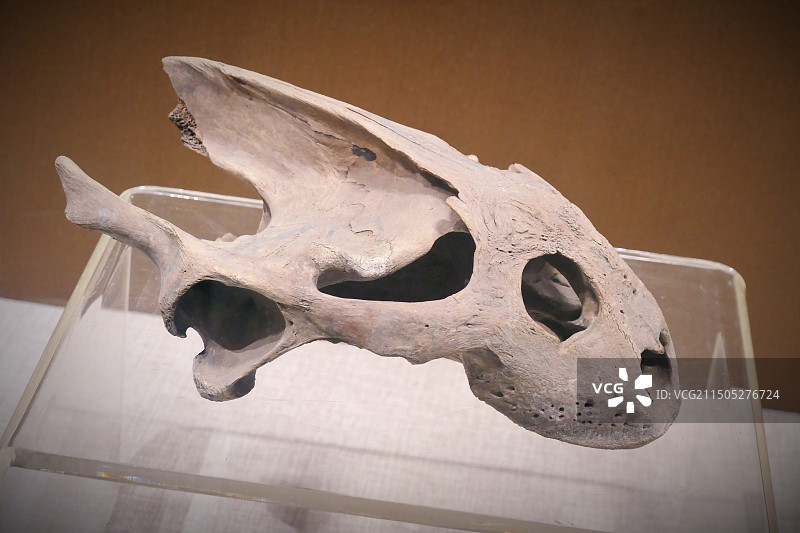 江阴博物馆，博物馆，氛围感，文化传承，文化，底蕴，旅游，历史，文物，传承，化石，海龟头骨，头骨化石图片素材