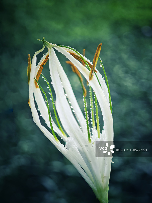 水鬼蕉图片素材