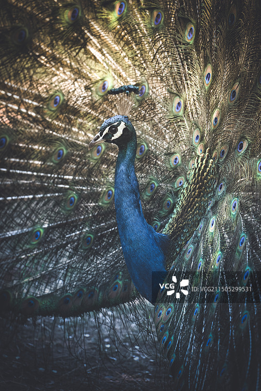 蓝孔雀图片素材