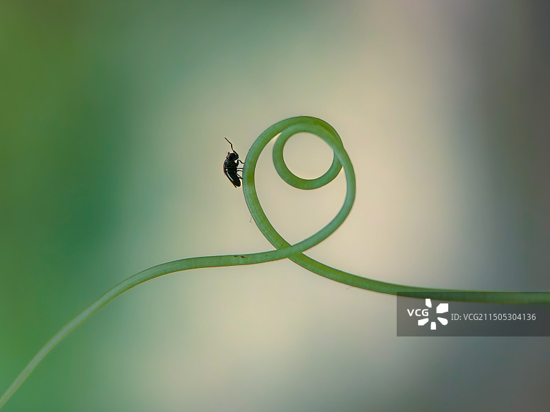 藤条上的世界图片素材