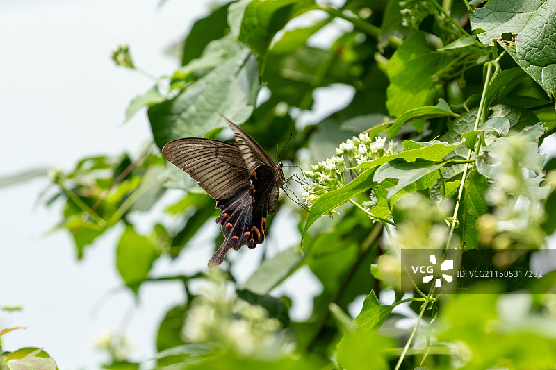 采花粉的蝴蝶图片素材