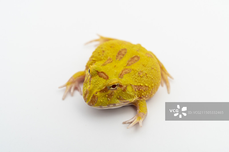白色背景黄金角蛙特写镜头图片素材