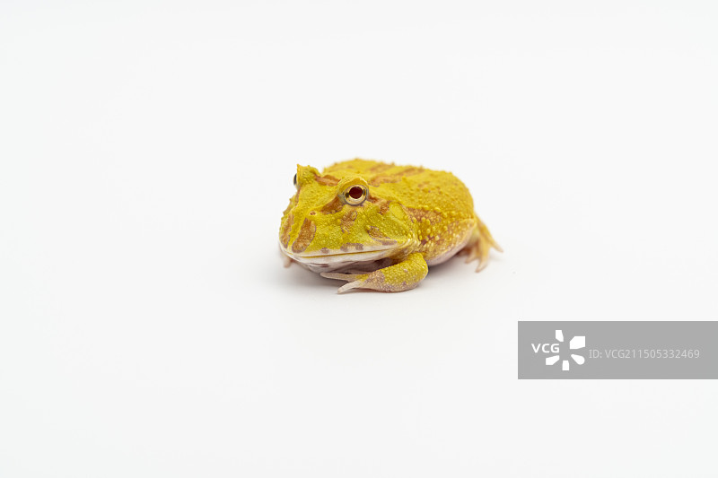 白色背景黄金角蛙特写镜头图片素材