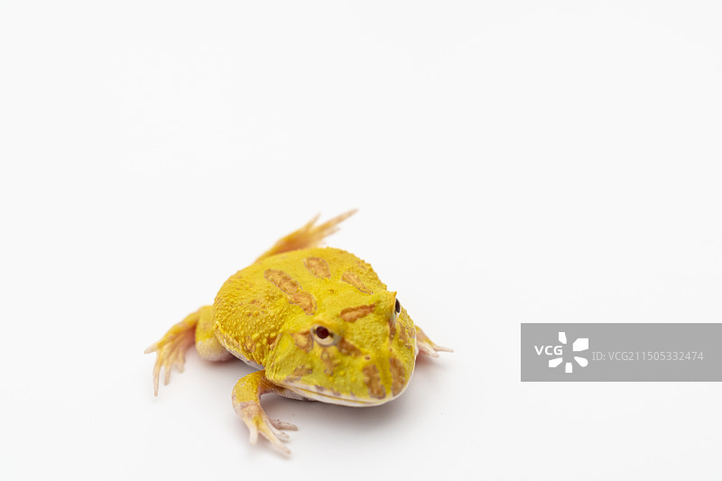 白色背景黄金角蛙特写镜头图片素材