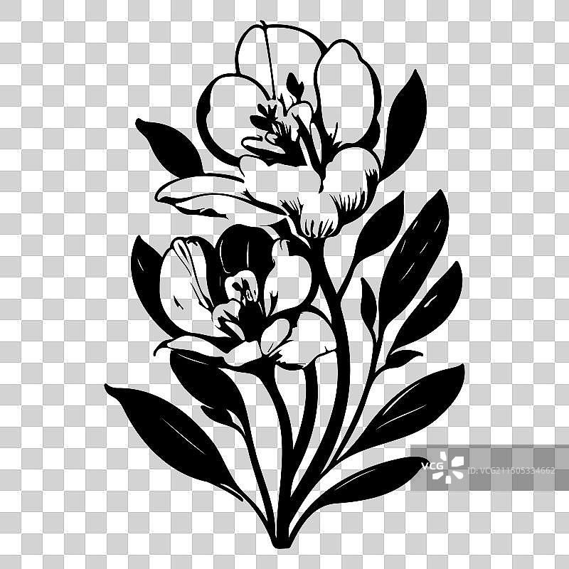 小苍兰花卉素描图片素材