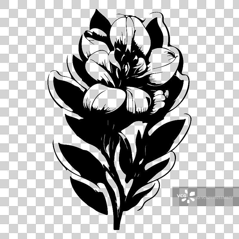 小苍兰花卉素描图片素材