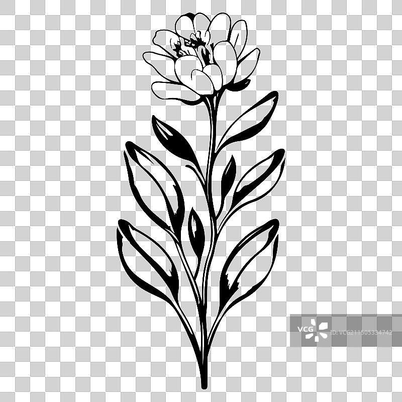 小苍兰花卉素描图片素材