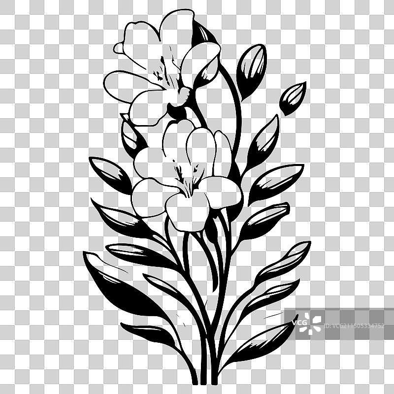 小苍兰花卉素描图片素材