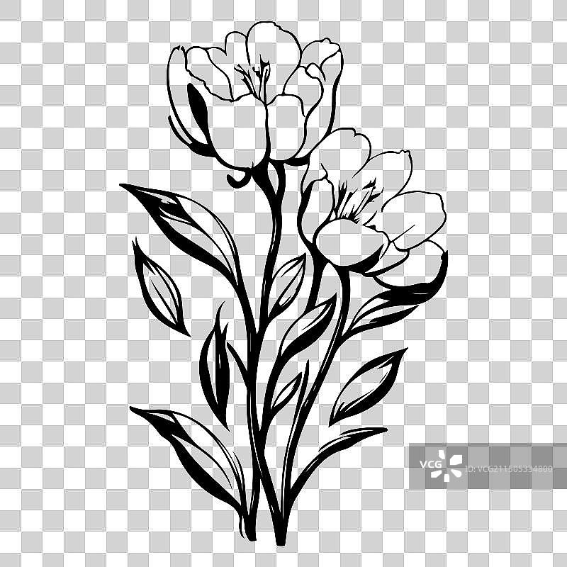 小苍兰花卉素描图片素材