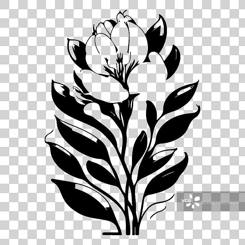 小苍兰花卉素描图片素材