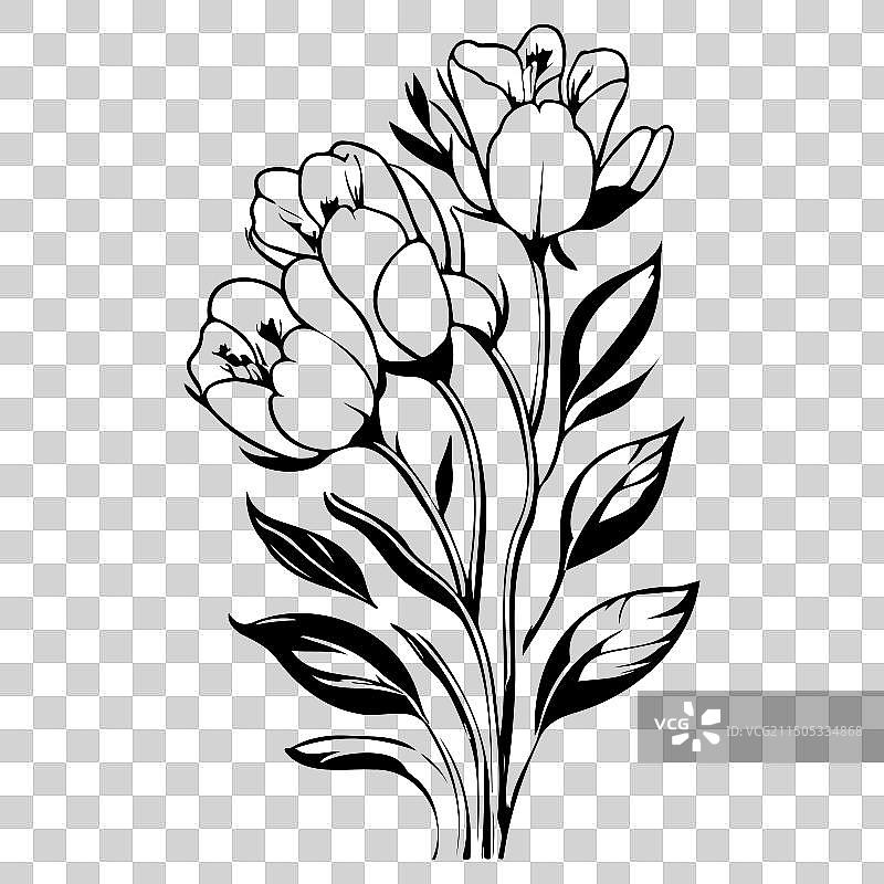 小苍兰花卉素描图片素材