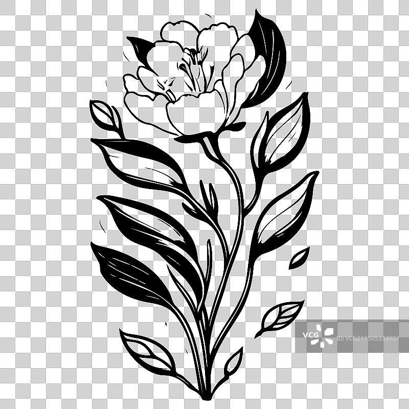 小苍兰花卉素描图片素材