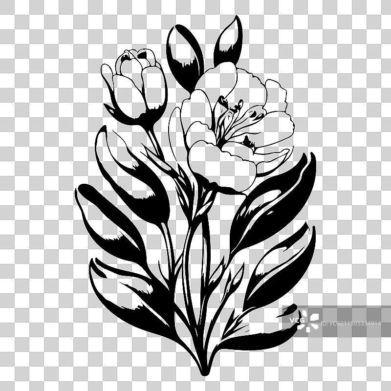 小苍兰花卉素描图片素材