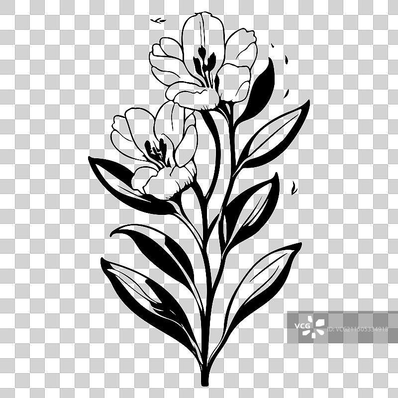 小苍兰花卉素描图片素材